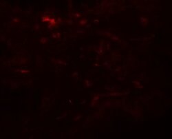 Invitrogen WSB1 Polyclonal Antibody 100 &mu;g; Unconjugated:Antibodies,