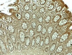 Invitrogen WSB1 Polyclonal Antibody 100 &mu;g; Unconjugated:Antibodies,