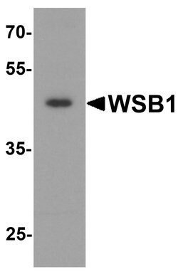 Invitrogen WSB1 Polyclonal Antibody 100 &mu;g; Unconjugated:Antibodies,