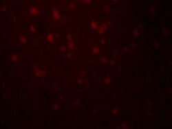 Relaxin 3 Polyclonal Antibody, Invitrogen 100 &mu;g; Unconjugated:Antibodies,