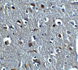 Relaxin 3 Polyclonal Antibody, Invitrogen 100 &mu;g; Unconjugated:Antibodies,