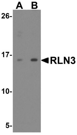 Relaxin 3 Polyclonal Antibody, Invitrogen 100 &mu;g; Unconjugated:Antibodies,