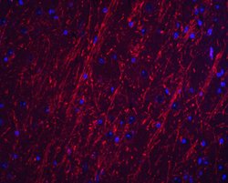 Invitrogen PACS2 Polyclonal Antibody 100 &mu;g; Unconjugated:Antibodies,