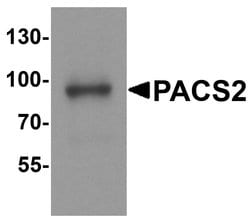 Invitrogen PACS2 Polyclonal Antibody 100 &mu;g; Unconjugated:Antibodies,