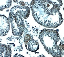 Invitrogen IZUMO1 Polyclonal Antibody 100 &mu;g; Unconjugated:Antibodies,