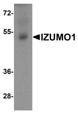 Invitrogen IZUMO1 Polyclonal Antibody 100 &mu;g; Unconjugated:Antibodies,