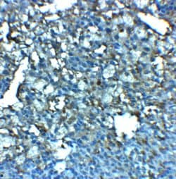 Invitrogen LRRC8A Polyclonal Antibody 100 &mu;g; Unconjugated:Antibodies,