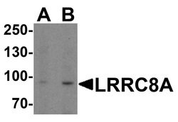 Invitrogen LRRC8A Polyclonal Antibody 100 &mu;g; Unconjugated:Antibodies,