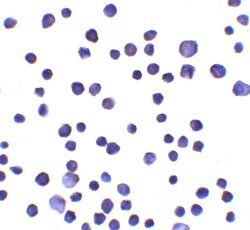 RNF121 Polyclonal Antibody:Antibodies, Polyclonal