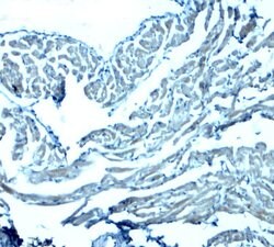 Invitrogen GAS6 Polyclonal Antibody 100 &mu;g; Unconjugated:Antibodies,