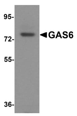 Invitrogen GAS6 Polyclonal Antibody 100 &mu;g; Unconjugated:Antibodies,