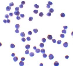 Invitrogen UBAP2L Polyclonal Antibody 100 &mu;g; Unconjugated:Antibodies,