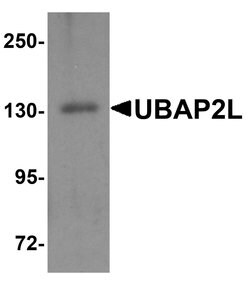 Invitrogen UBAP2L Polyclonal Antibody 100 &mu;g; Unconjugated:Antibodies,
