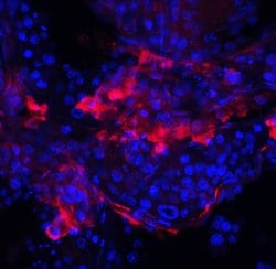 Invitrogen IQCF2 Polyclonal Antibody 100 &mu;g; Unconjugated:Antibodies,