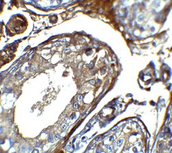 Invitrogen IQCF2 Polyclonal Antibody 100 &mu;g; Unconjugated:Antibodies,