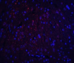 Invitrogen HOOK3 Polyclonal Antibody 100 &mu;g; Unconjugated:Antibodies,