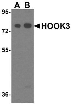 Invitrogen HOOK3 Polyclonal Antibody 100 &mu;g; Unconjugated:Antibodies,