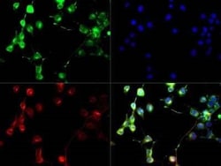 Invitrogen GLAST Polyclonal Antibody 100 &mu;L; Unconjugated:Antikörper