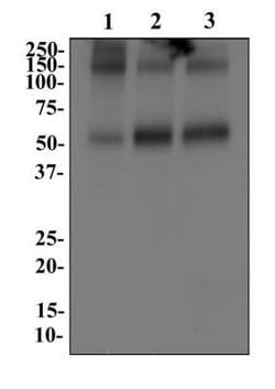 Invitrogen GLAST Polyclonal Antibody 100 &mu;L; Unconjugated:Antikörper