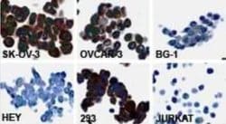 Invitrogen PTPN13 Polyclonal Antibody 50 &mu;L; Unconjugated:Antibodies,