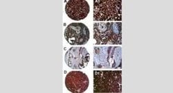 Invitrogen PTPN13 Polyclonal Antibody 50 &mu;L; Unconjugated:Antibodies,