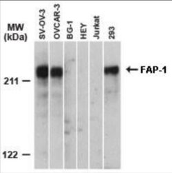 Invitrogen PTPN13 Polyclonal Antibody 50 &mu;L; Unconjugated:Antibodies,