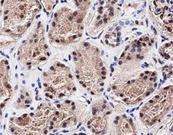Invitrogen PTPN13 Polyclonal Antibody 50 &mu;L; Unconjugated:Antibodies,