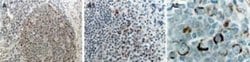 Invitrogen RIP1 Polyclonal Antibody 50 &mu;L; Unconjugated:Antibodies,