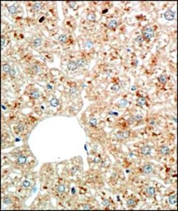 Invitrogen Perilipin 1 Polyclonal Antibody 100 &mu;L; Unconjugated:Antibodies,