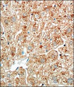 Invitrogen Perilipin 1 Polyclonal Antibody 100 &mu;L; Unconjugated:Antibodies,