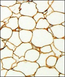 Invitrogen Perilipin 1 Polyclonal Antibody 100 &mu;L; Unconjugated:Antibodies,