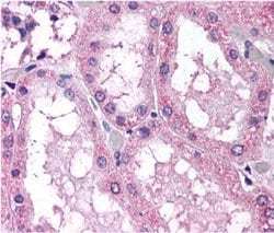 Invitrogen NOX4 Polyclonal Antibody 100 &mu;L; Unconjugated:Antibodies,