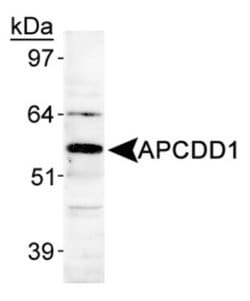 Invitrogen APCDD1 Polyclonal Antibody 100 &mu;L; Unconjugated:Antibodies,