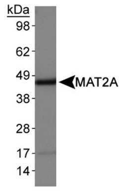 Invitrogen MAT2A Polyclonal Antibody 100 &mu;L | Buy Online | Invitrogen&trade; | Fisher Scientific