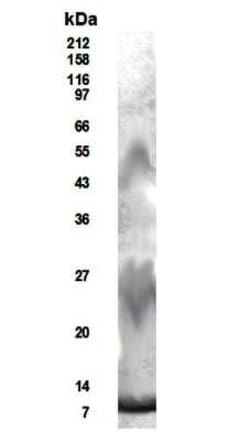 Invitrogen RELM beta Polyclonal Antibody 100 &mu;g | Buy Online | Invitrogen&trade; | Fisher Scientific