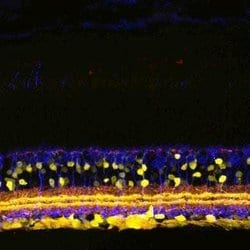Invitrogen SHANK1 Polyclonal Antibody 100 &mu;L; Unconjugated:Antibodies,