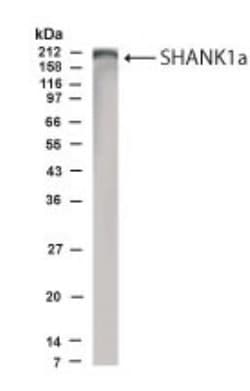 Invitrogen SHANK1 Polyclonal Antibody 100 &mu;L; Unconjugated:Antibodies,