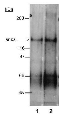 Invitrogen NPC1L1 Polyclonal Antibody 100 &mu;L; Unconjugated:Antibodies,