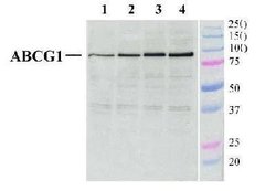 Invitrogen ABCG1 Polyclonal Antibody 100 &mu;L; Unconjugated:Antibodies,