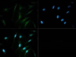 Invitrogen PDE9A Polyclonal Antibody 50 &mu;L; Unconjugated:Antibodies,
