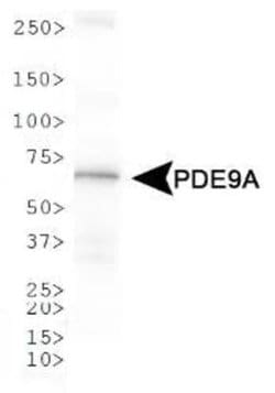 Invitrogen PDE9A Polyclonal Antibody 50 &mu;L; Unconjugated:Antibodies,
