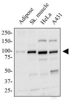 Invitrogen PPARGC1A Polyclonal Antibody 100 &mu;L; Unconjugated:Antibodies,
