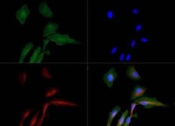 Invitrogen AMBRA1 Polyclonal Antibody 200 &mu;L | Buy Online | Invitrogen&trade; | Fisher Scientific