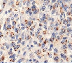 Invitrogen LAMTOR2 Polyclonal Antibody 50 &mu;L; Unconjugated:Antibodies,