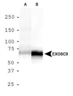 Invitrogen PMSCL1 Polyclonal Antibody 100 &mu;L; Unconjugated:Antibodies,
