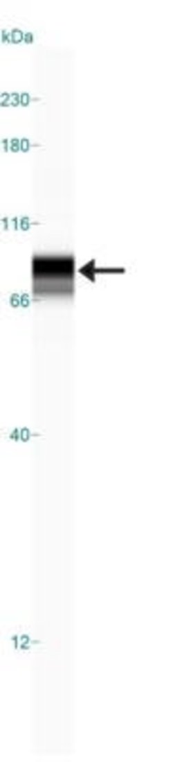 Invitrogen PMSCL1 Polyclonal Antibody 100 &mu;L; Unconjugated:Antibodies,