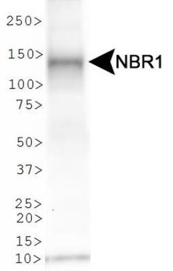 Invitrogen NBR1 Polyclonal Antibody 100 &mu;L; Unconjugated:Antibodies,
