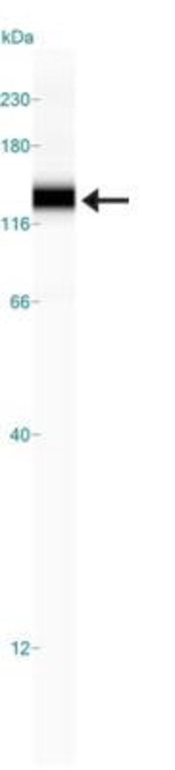 Invitrogen NBR1 Polyclonal Antibody 100 &mu;L; Unconjugated:Antibodies,