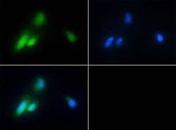 Invitrogen&trade;&nbsp;CHORDC1 Polyclonal Antibody