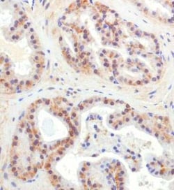 Invitrogen&trade;&nbsp;CHORDC1 Polyclonal Antibody